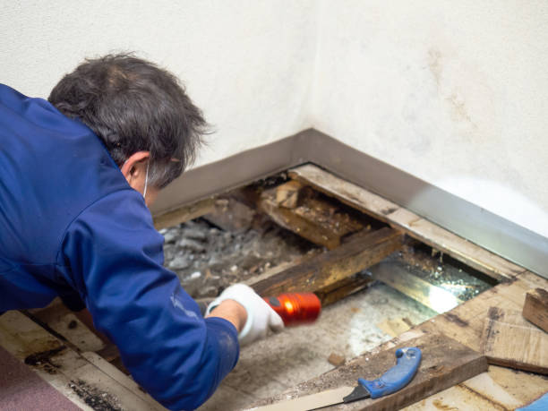 Best Mold Removal Company Near Me  in South Bloomfield, OH