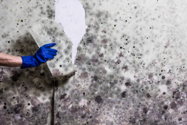 Office Mold Removal Services in South Bloomfield, OH